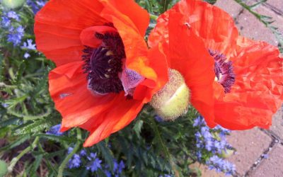 Sommerpause